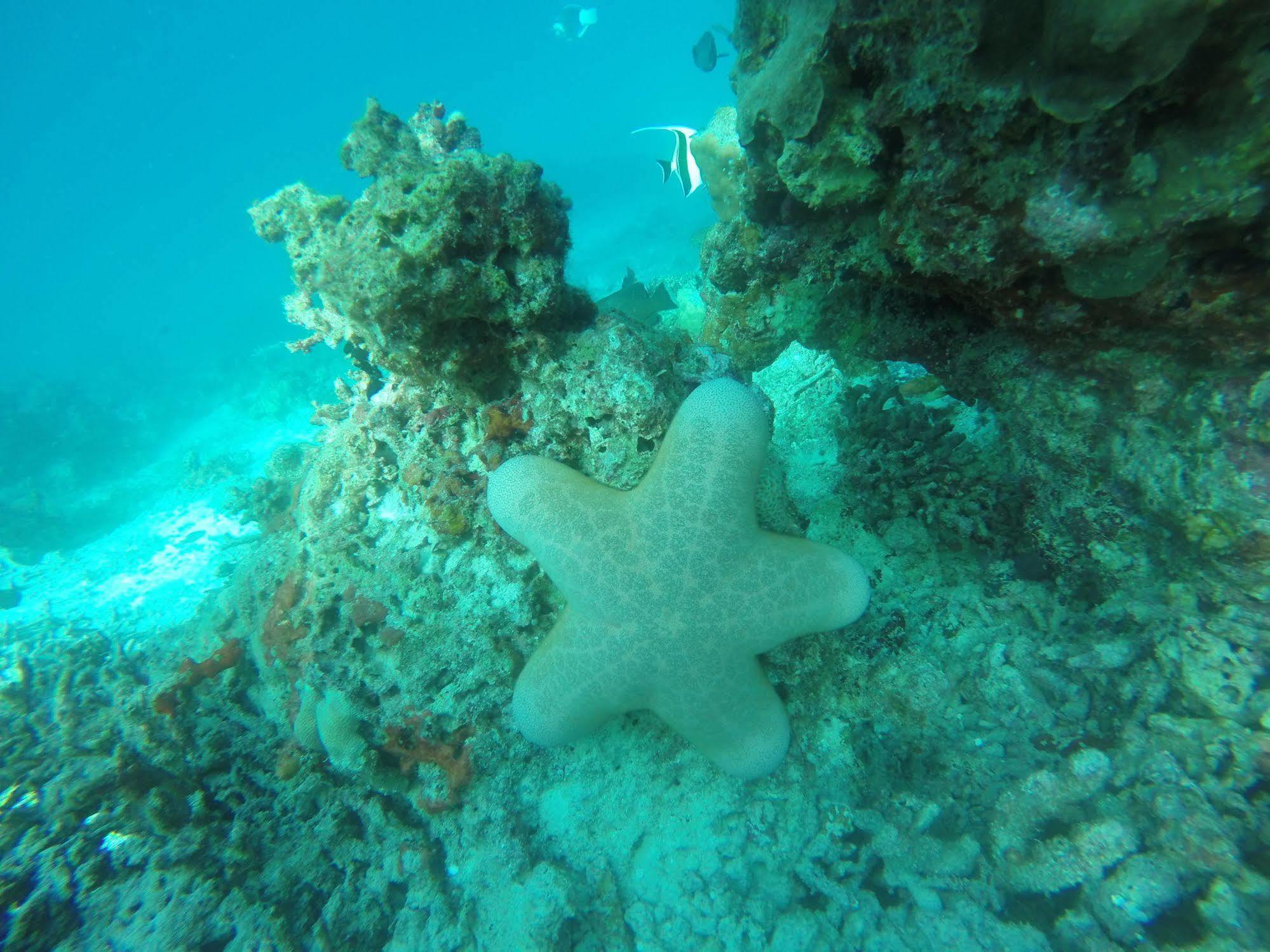 White Sand Lodge Maafushi Esterno foto
